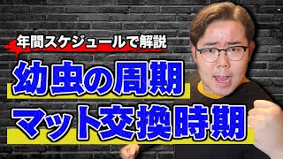 【カブトムシ】幼虫の周期は？土の交換のタイミングは？年間スケジュールご説明します。