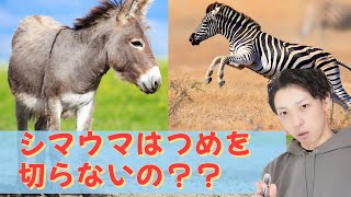 野生のロバやシマウマは、ツメを切らないのか？