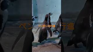 #城崎マリンワールド #ペンギン #行進