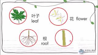 一年级科学 单元六植物的各部分