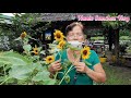 sunflower farm sunshine farm tiaong quezon philippines