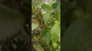 In my farm Guava | Khmer fruit