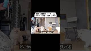 【検証】アラサー独身男が給料日に猫８匹にシャボン玉をあげたら派手に暴れられた