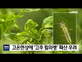 고온현상에 고추 칼라병 확산 우려 안동mbc