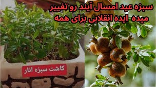 کاشت سبزه عید 😍 کاشتن انار در گلدان تبدیل به ثروت برای شما و برای جامعه سودآور میشه