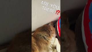 【犬 寝る場所】 柴犬しーば君の変な寝相・かわいすぎる犬の寝る格好・Funny dog sleeping position・My dog sleeps very funny #Shorts