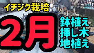 イチジク栽培 鉢植え 地植え ２月９日