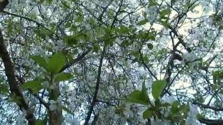 Buzzing bees in cherry tree