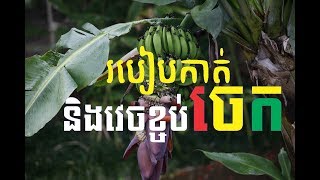 របៀបកាត់និងវេចខ្ចប់ចេក