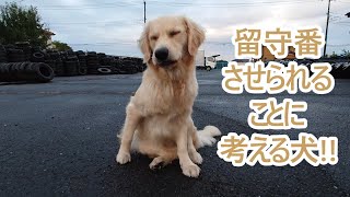 留守番を悟り考える大型犬！ゴールデンレトリバーティト