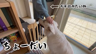 【ホワイトシェパード】れおの毎日　お姉ちゃんがキッチンに入ったら何かをもらえると思ってます。【おねだり】