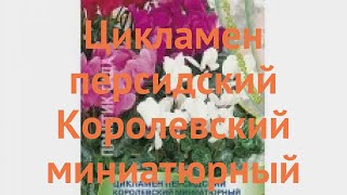 Цикламен персидский Персидский Королевский миниатюрный смесь окрасок 🌿 обзор: как сажать, семена