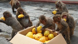 feeding 20 kg mango to the wild monkey & Homeless people | feeding  stray puppy