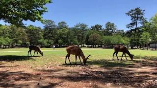 多聞城跡から興福寺一乗院跡へ