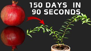 Pomegranate Plant Timelapse - 150 days