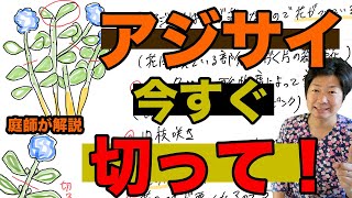 アジサイの剪定は花が終わりきる前に終わらせてください【庭師が解説】