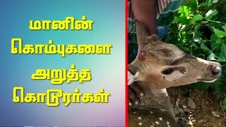 மானின் கொம்புகளை அறுத்த கொடூரர்கள்