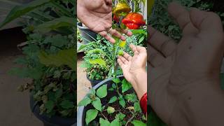 వామ్మో ఇది మిర్చి నా??? #gardening #flyingsaucemirchi #variety  #youtubeshorts #vaaraahirishi