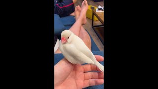 手にダイブして振り返る文鳥がかわいすぎる... #Shorts