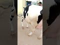 cattle for sale 6 teeth #highbreed #chintamani #trending #ytshorts