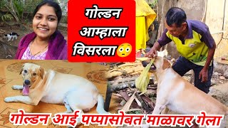 गोल्डन आम्हाला विसरला😳 |  आम्हाला सोडून आई पप्पा सोबत माळावर गेला | Funny pets | Golden The Labrador