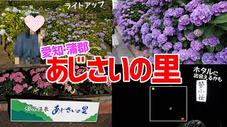 【デート】あじさいの里：夜がおススメ？ ライトアップとホタル観賞（愛知：蒲郡）