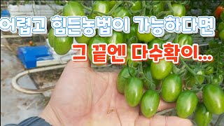 스마트팜 달향의 무리수 농법을 가능하게 만드는 것들!