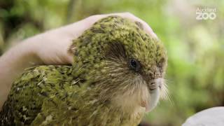 Episode 2 - Kākāpō Conservation Field Work on Whenua Hou