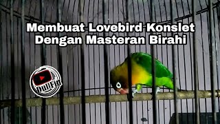 Masteran Lovebird Jantan Birahi Untuk Membuat Lovebird Konslet