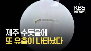 넉 달 만에 또 수돗물 유충…제주도 역학조사반 구성 / KBS 2021.03.02.