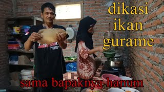 LAGI BIKIN PECEL BAPAKNYA HANUM DATENG NGASIH IKAN GURAME