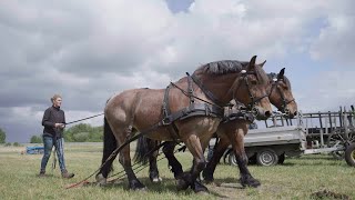 Arbeitstag der Kaltblutpferde im AGRONEUM Alt Schwerin