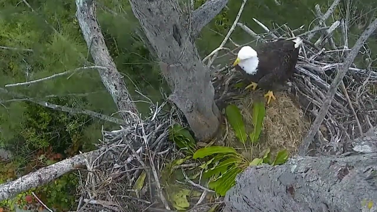 Captiva Eagle Cam - Connie & Clive Say Farewell To Their Eggs/Connie ...