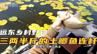 俄罗斯远东 睡莲丛中野钓 三两半斤的土鲫鱼连杆