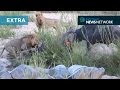 Brave Buffalo charges lions to rescue fallen herd member