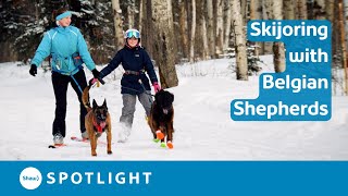 Skijoring in the Birchwood with Belgian Shepherd Dogs