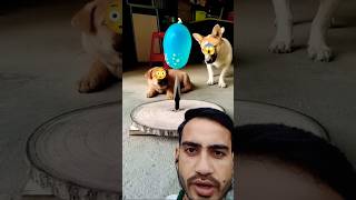 Amazing Baloon Experiment #amazing #experiment #baloon #balloon #dog #funny #puppy #shorts