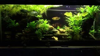 pH and Water Changes: How Much and How Often