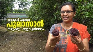 തേൻ മധുരവുമായി പുലാസാന്‍