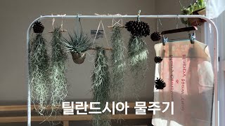 틸란드시아 목욕하기(물주기)