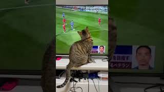 【保護猫】サッカー⚽️は、12人でやります⁉️