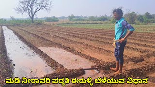 ಈರುಳ್ಳಿ ಬೆಳೆಯುವ ವಿಧಾನ | onion farming kannada | ಮಡಿ ಪದ್ಧತಿಯಲ್ಲಿ ನೀರಾವರಿ | ಉಳ್ಳಾಗಡ್ಡಿ ಬೆಳೆಯುವ ವಿಧಾನ