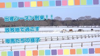 出産シーズン到来！！放牧地で過ごす母馬たちの様子