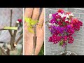 Try to match 5 colors of confetti onto 1 stem | Bougainvillea glabra