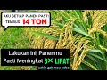 KARENA INI aku setiap panen tembus 14 TON, yakin gak mau..? cara meningkatkan  hasil panen padi...?