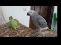 cute dancing and talking ringneck parrot videos compilation