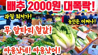 배추 2,000원! 대폭락! 무 알타리 헐값! 싸움 났다! 미쳤다! 망배추 최저값! 혈압 높으면 클릭 금지! #폭락 #시장 #배추 #김장 #가격비교 #요리 #김치