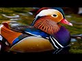 7 Oiseaux Les Plus Colorés Uniques Au Monde