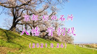 【京都 桜の名所2021】八幡背割堤(2021.3.26)七分咲き Kyoto cherry blossom spot