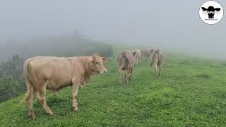 อภินิหารวัวเดินทะลุหมอก - Amazing! cows walk through the fog.